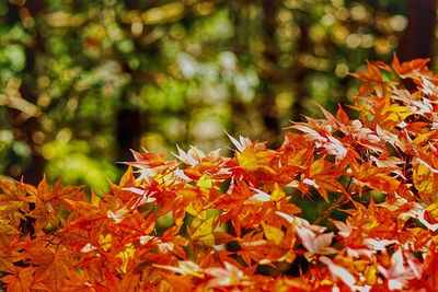 Close-up of maple leaves on plant