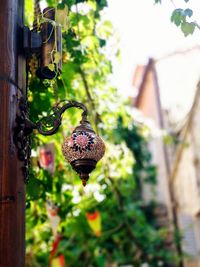 Close-up of a flower