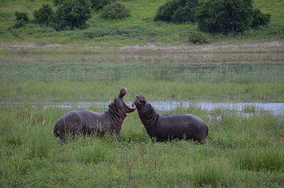 Hippo territory fight