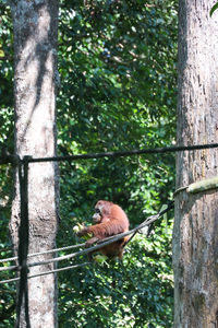 Low angle view of orang utan on tree