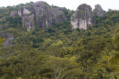 Scenic view of rock formation amidst trees