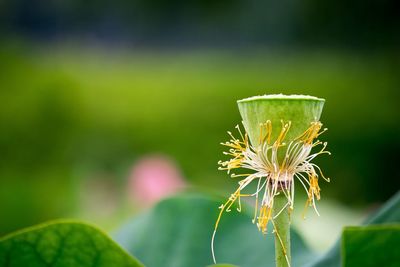 Close-up of lotus pod