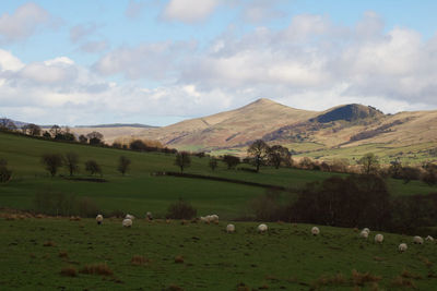 Sheep grazing in a field