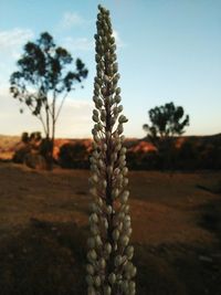 Close-up of plant on field against sky