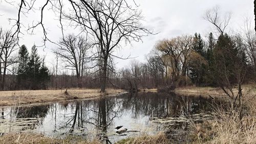 Bare trees by lake against sky