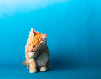 Cat looking away against blue background