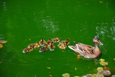 Ducks swimming in lake