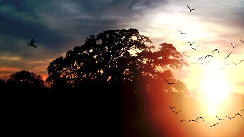 Low angle view of birds flying in sky