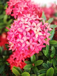 Close-up of pink flowers blooming outdoors