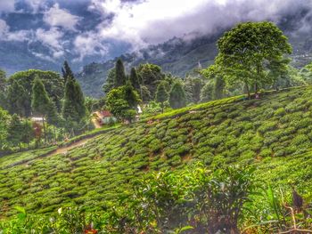 Scenic view of field against sky
