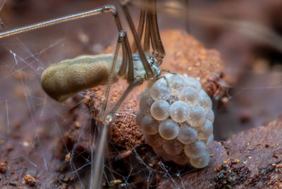 A spider carries the cocoon with her eggs. concept spiders.