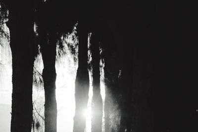 Silhouette of trees in forest