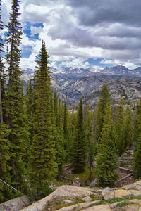 Scenic view of pine trees and mountains against sky