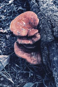 High angle view of mushroom growing on snow