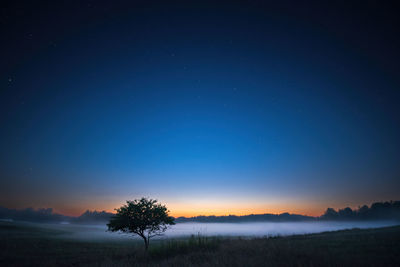 Low angle view of tree against sky at night