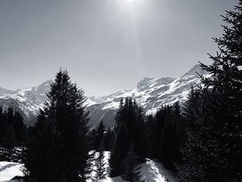 Pine trees on snowcapped mountains against sky