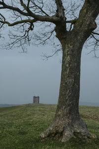 Bare tree on field against sky