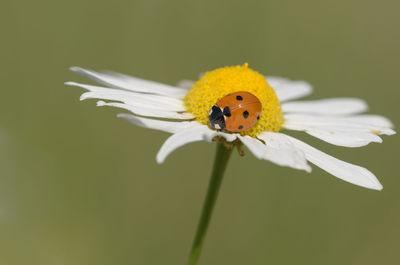 Close-up of bee on white flower