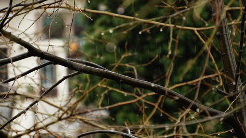 Close-up of branches against blurred background