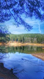 Reflection of trees in calm lake