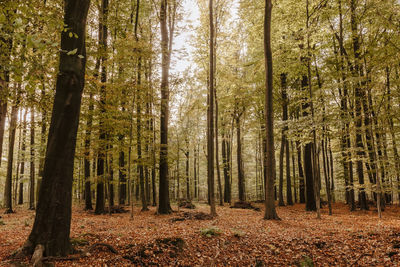 Trees growing in forest