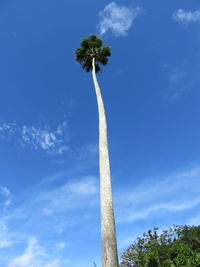 Low angle view of coconut palm tree against blue sky