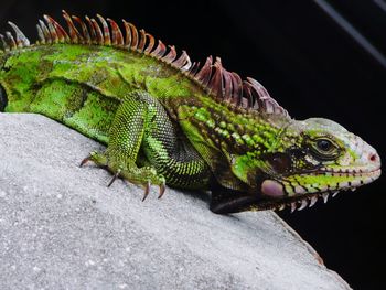 Close-up of lizard on leaf