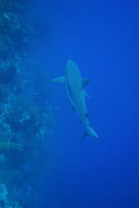 High angle view of shark swimming in water