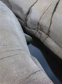 Close-up of lizard on rock