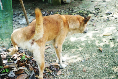 Side view of a dog standing on field