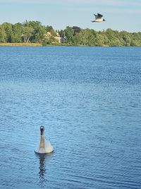View of swan swimming in lake
