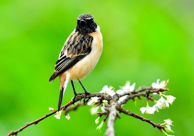 Close-up of a bird perching on plant