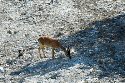 High angle view of horse on land