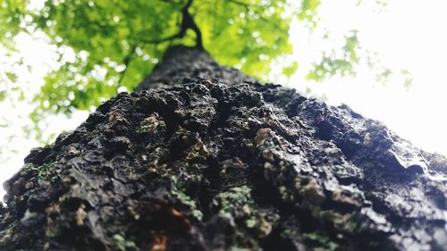 Low angle view of tree trunk