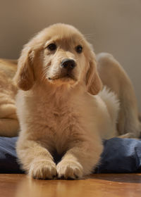 Close-up portrait of dog relaxing at home