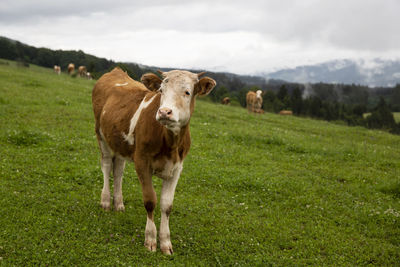 Portrait of cow standing in field