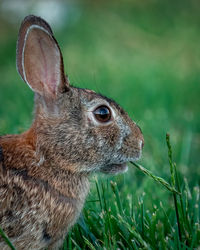 Close-up of rabbit eating. 