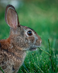 A close up of a rabbit eating a piece of grass