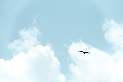 Low angle view of bird flying in sky