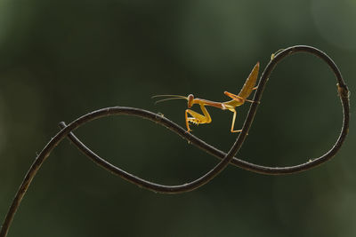 Brown mantis on unique branch
