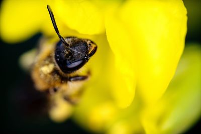 Close-up of insect on yellow flower