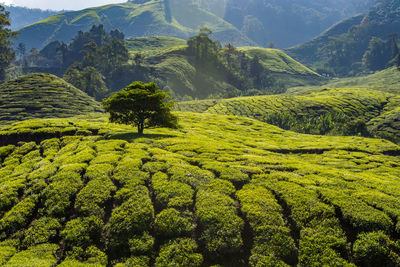 Scenic view of agricultural field