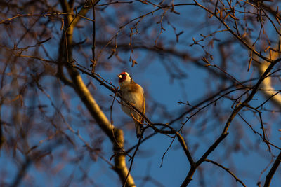 Goldfinch on a branch with forage in its beak