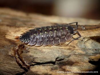 Close-up of insect