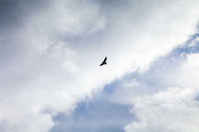 Low angle view of eagle flying in sky
