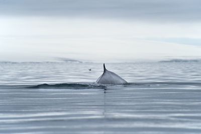 Fish swimming in sea