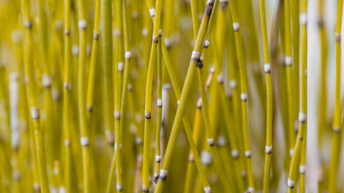 Full frame shot of fresh yellow plants