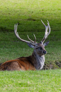 animal