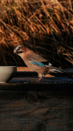 Close-up of bird perching on wooden fence