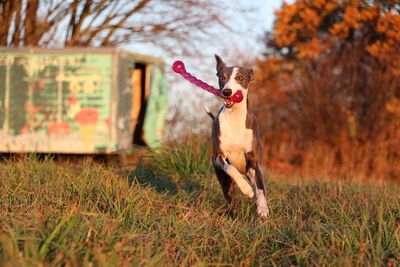 Dog standing in field